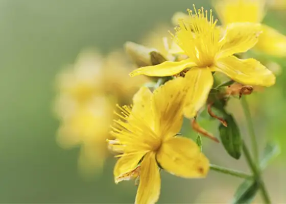 Naturheilkunde – Phytotherapie